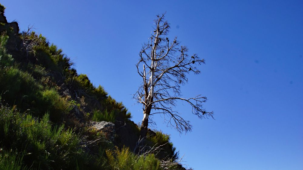 Madeira Stimmung18