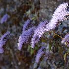 Madeira Stimmung21