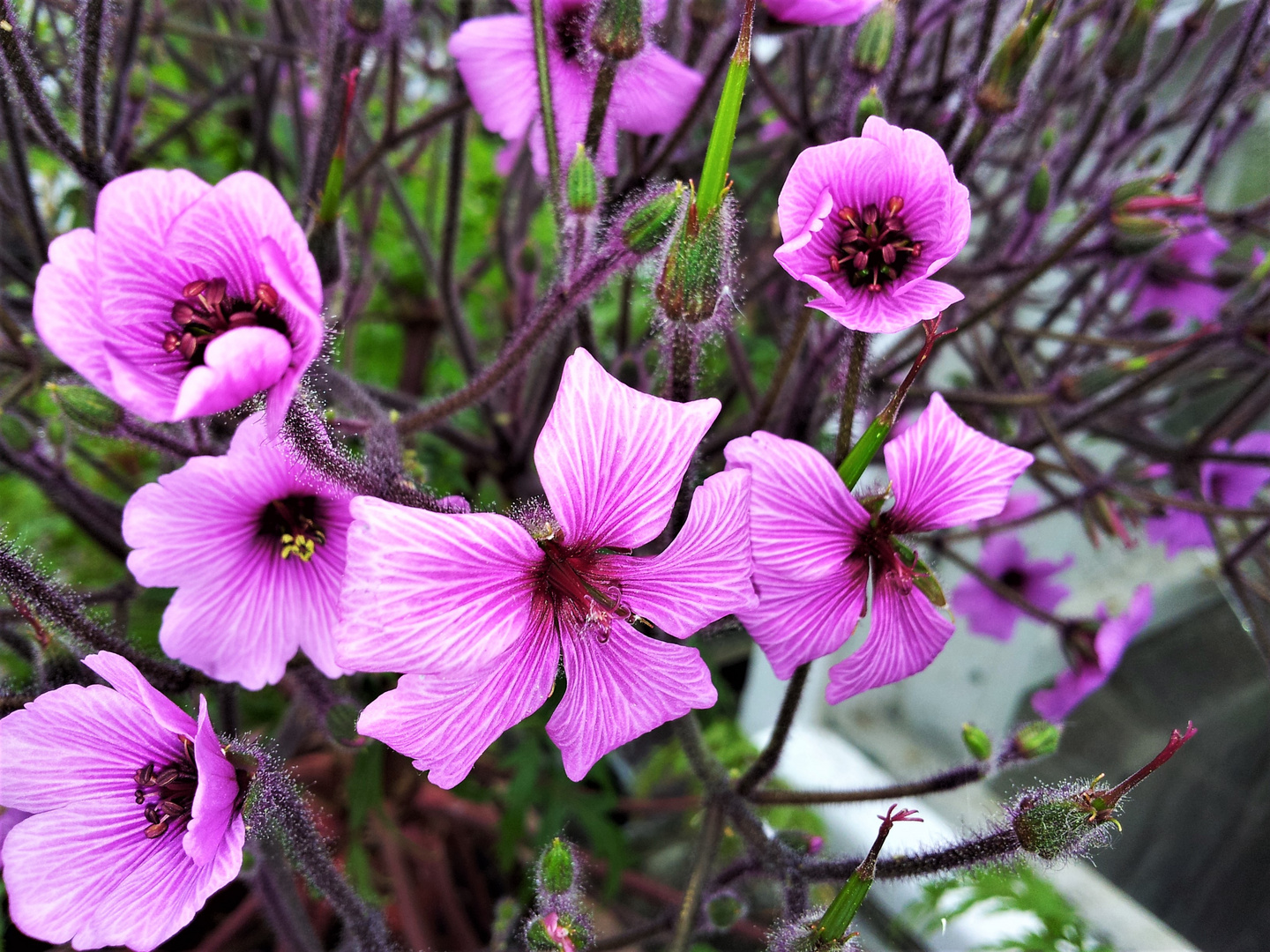 Madeira Storchenschnabel ( Geranium maderense )