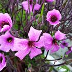 Madeira Storchenschnabel ( Geranium maderense )