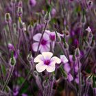 Madeira-Storchschnabel (Geranium maderense)