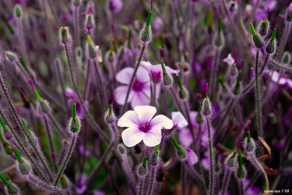 Madeira-Storchschnabel (Geranium maderense)