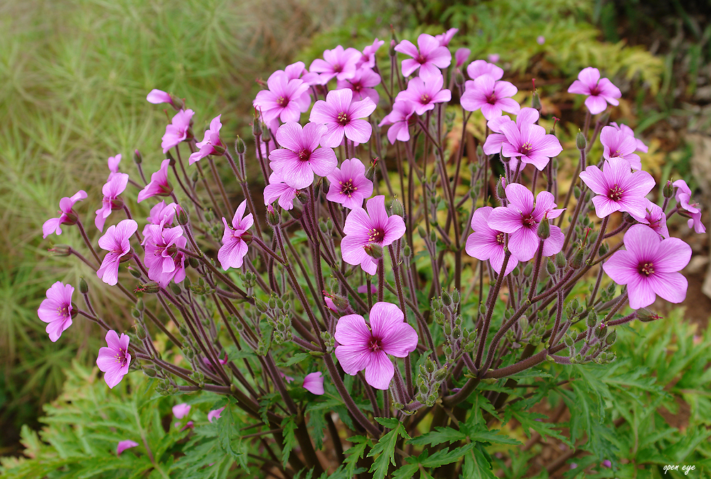 Madeira Storchschnabel ( Geranium maderense )