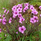 Madeira Storchschnabel ( Geranium maderense )