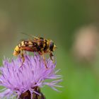 Madeira - Totenkopfschwebfliege oder Hornissenschwebfliege