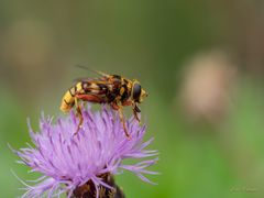 Madeira - Totenkopfschwebfliege oder Hornissenschwebfliege