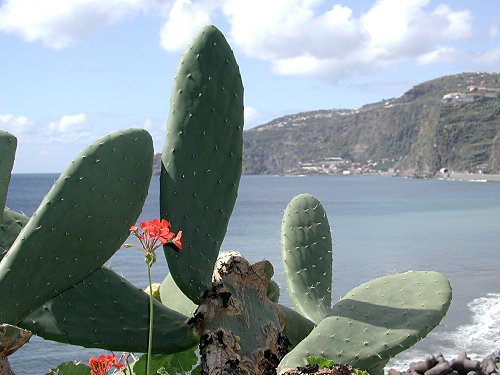 Madeira View