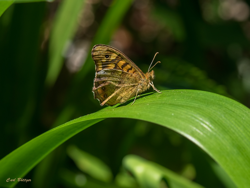 Madeira-Waldbrettspiel (Pararge xiphia)