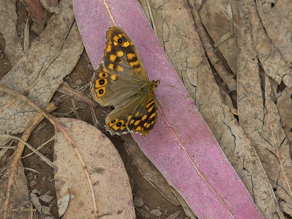 Madeira-Waldbrettspiel (Pararge xiphia) - mit geöffnete Flügeln