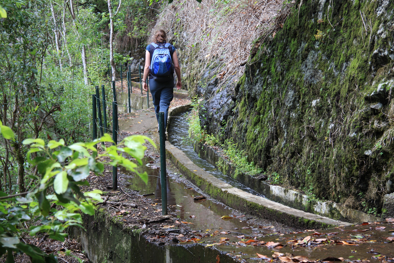 Madeira - Wanderung entlang der Levada am Ribeiro frio