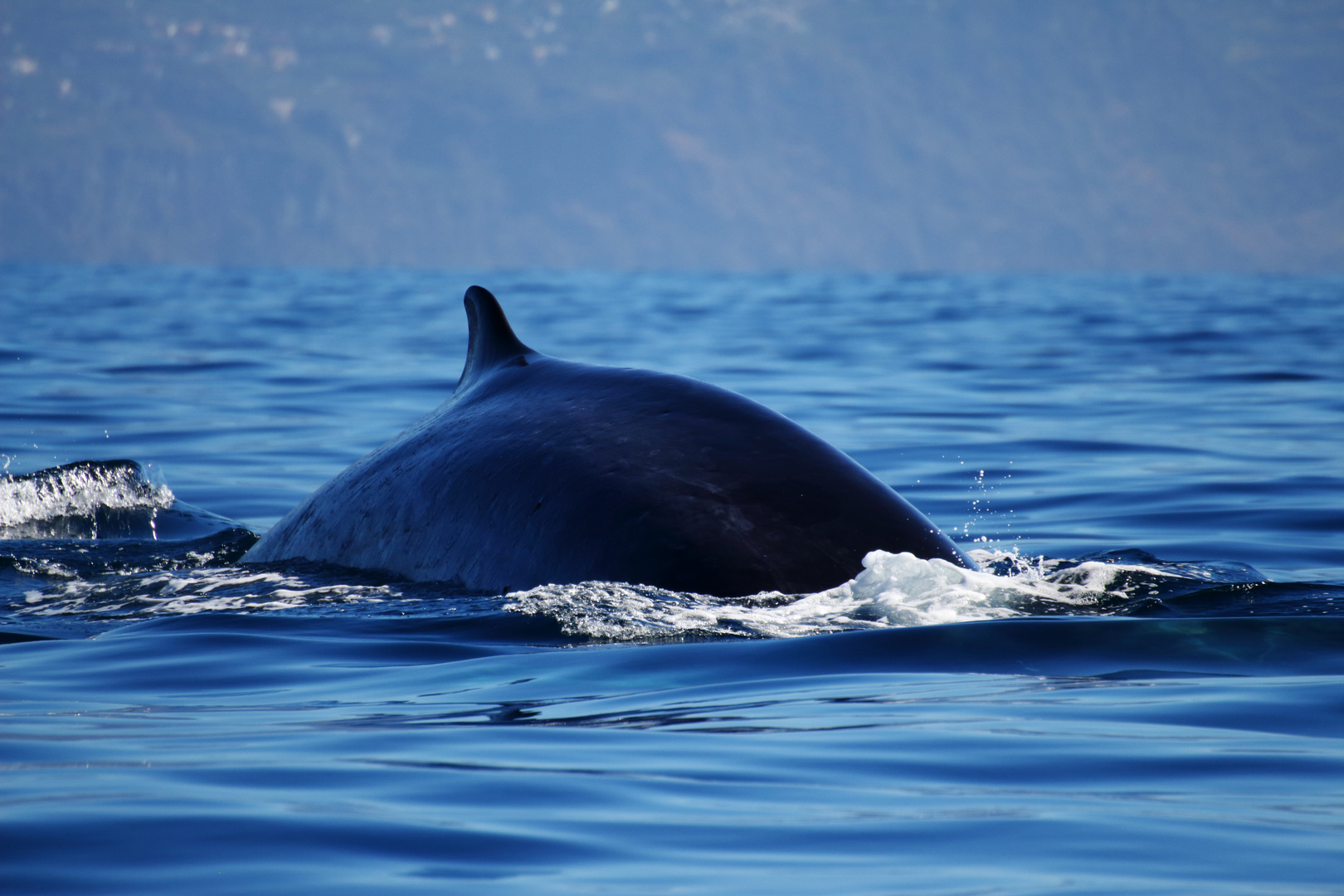 madeira whale watching 1