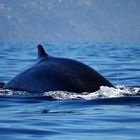 madeira whale watching 1