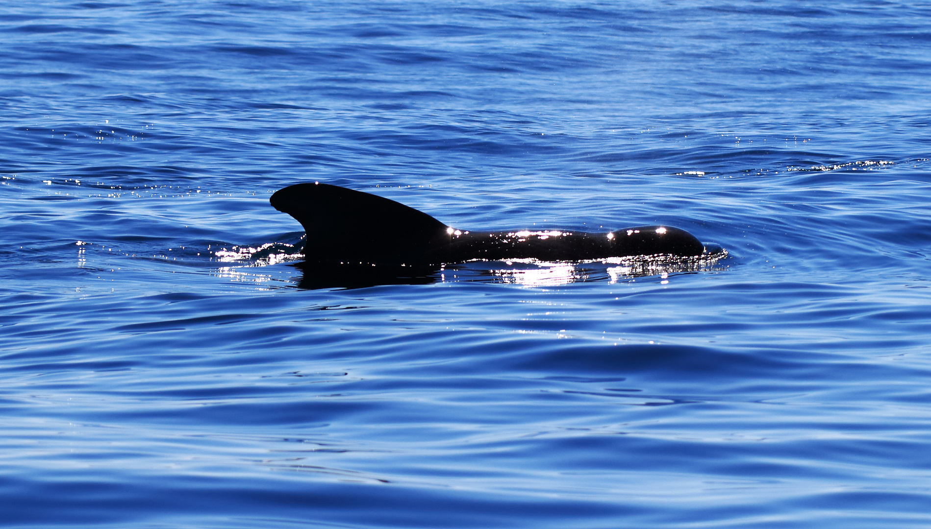 Madeira Whale watching