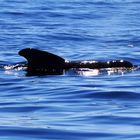 Madeira Whale watching