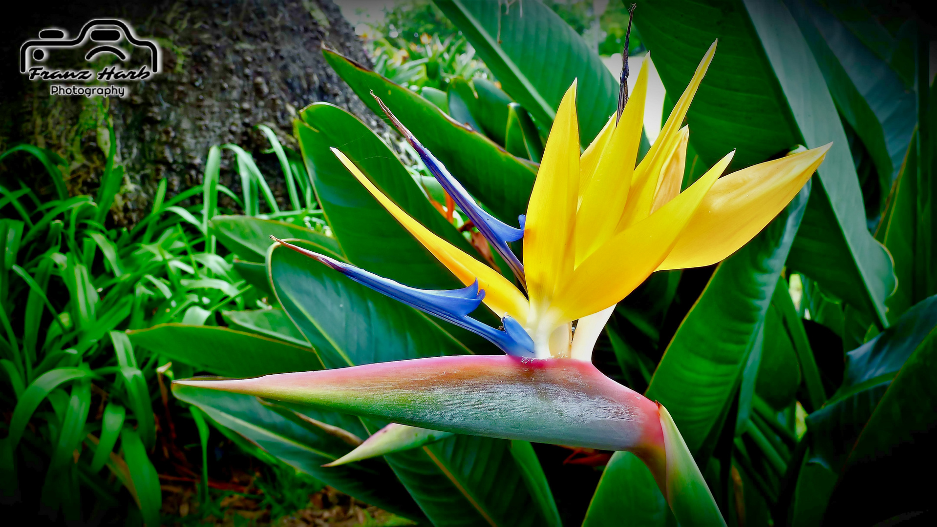 Madeira: Wildwachsende Strelizie, Papageienblume oder Paradiesblume