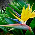 Madeira: Wildwachsende Strelizie, Papageienblume oder Paradiesblume