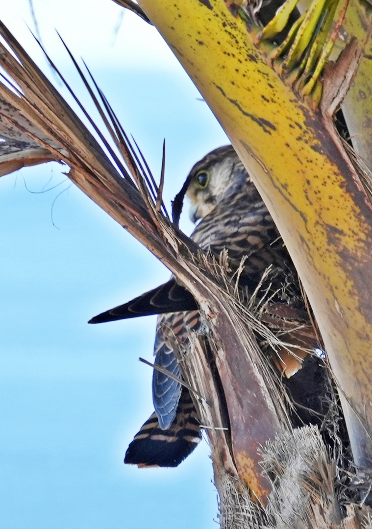 Madeira_2023_16_Madeira-Turmfalke