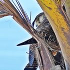 Madeira_2023_16_Madeira-Turmfalke