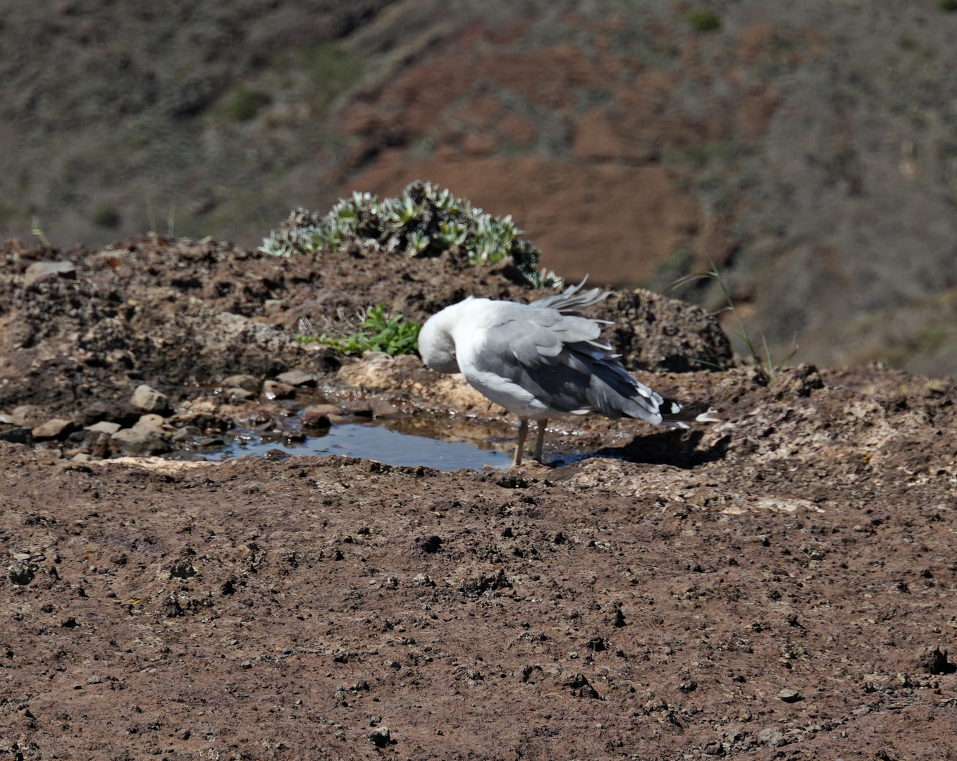 Madeira_2023_17_Madeira-Eitel