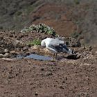 Madeira_2023_17_Madeira-Eitel