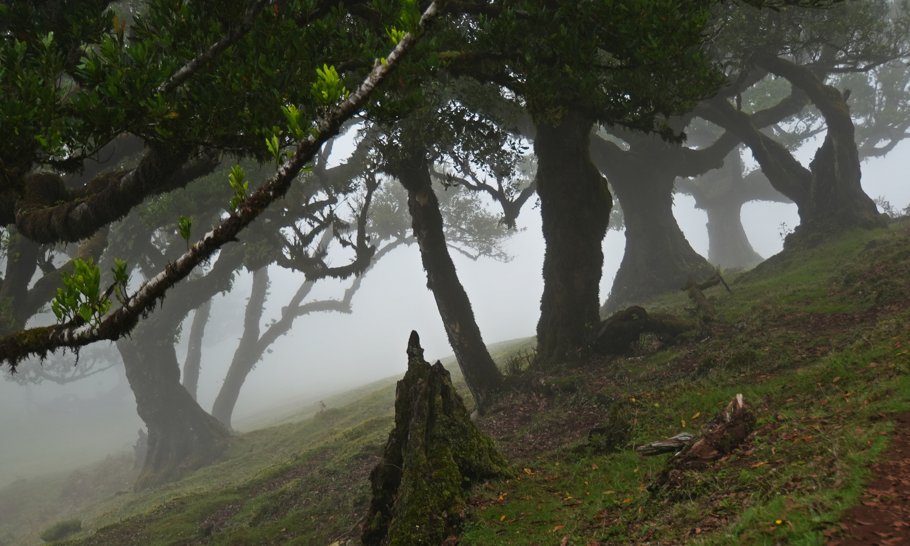 Madeira_2023_26_Madeira-PR9_Wanderung durch den Feenwald (Lorbeerwald)