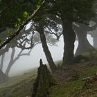 Madeira_2023_26_Madeira-PR9_Wanderung durch den Feenwald (Lorbeerwald)