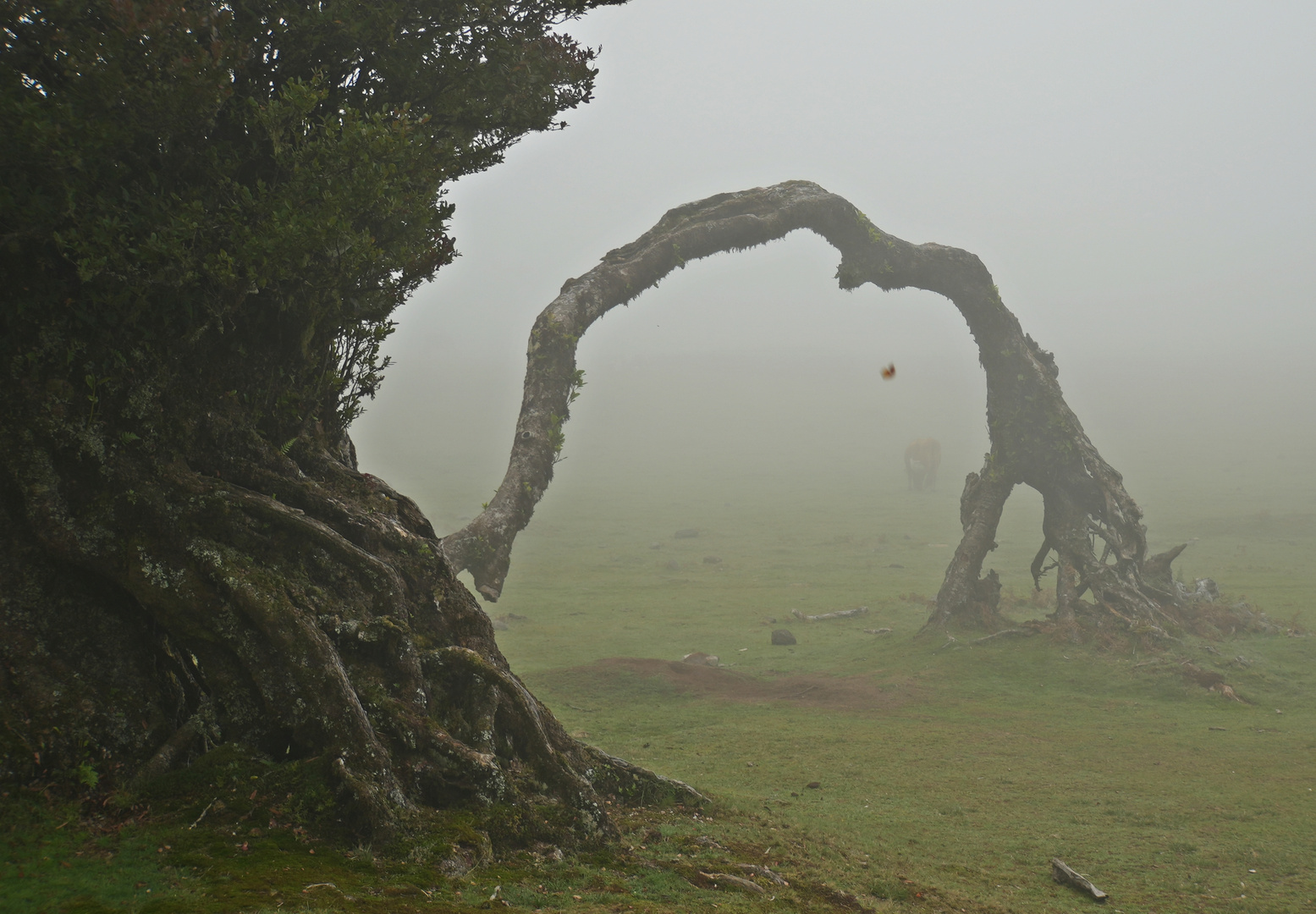 Madeira_2023_27_Madeira-PR9. Wanderung  im Lorbeerwald, Wohin der nur wollte?