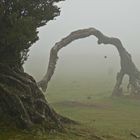 Madeira_2023_27_Madeira-PR9. Wanderung  im Lorbeerwald, Wohin der nur wollte?