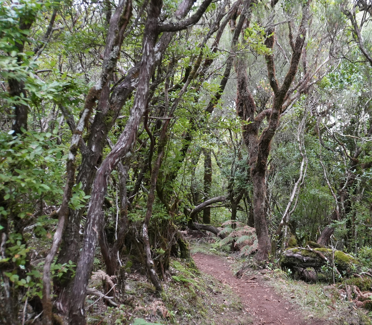 Madeira_2023_31_Madeira-PR6 der Weg vom Lorbeerwald zur Levada Cedros PR14