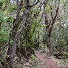 Madeira_2023_31_Madeira-PR6 der Weg vom Lorbeerwald zur Levada Cedros PR14