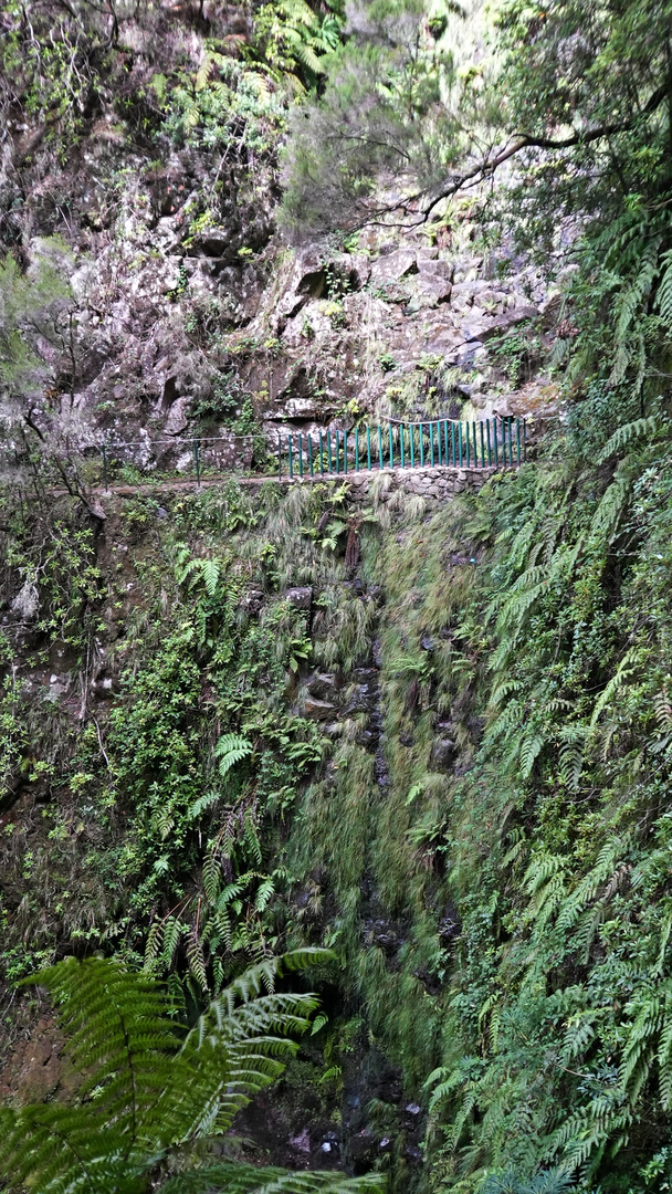 Madeira_2023_33_Madeira-PR14-Levada Cedros,  Blick zurück            