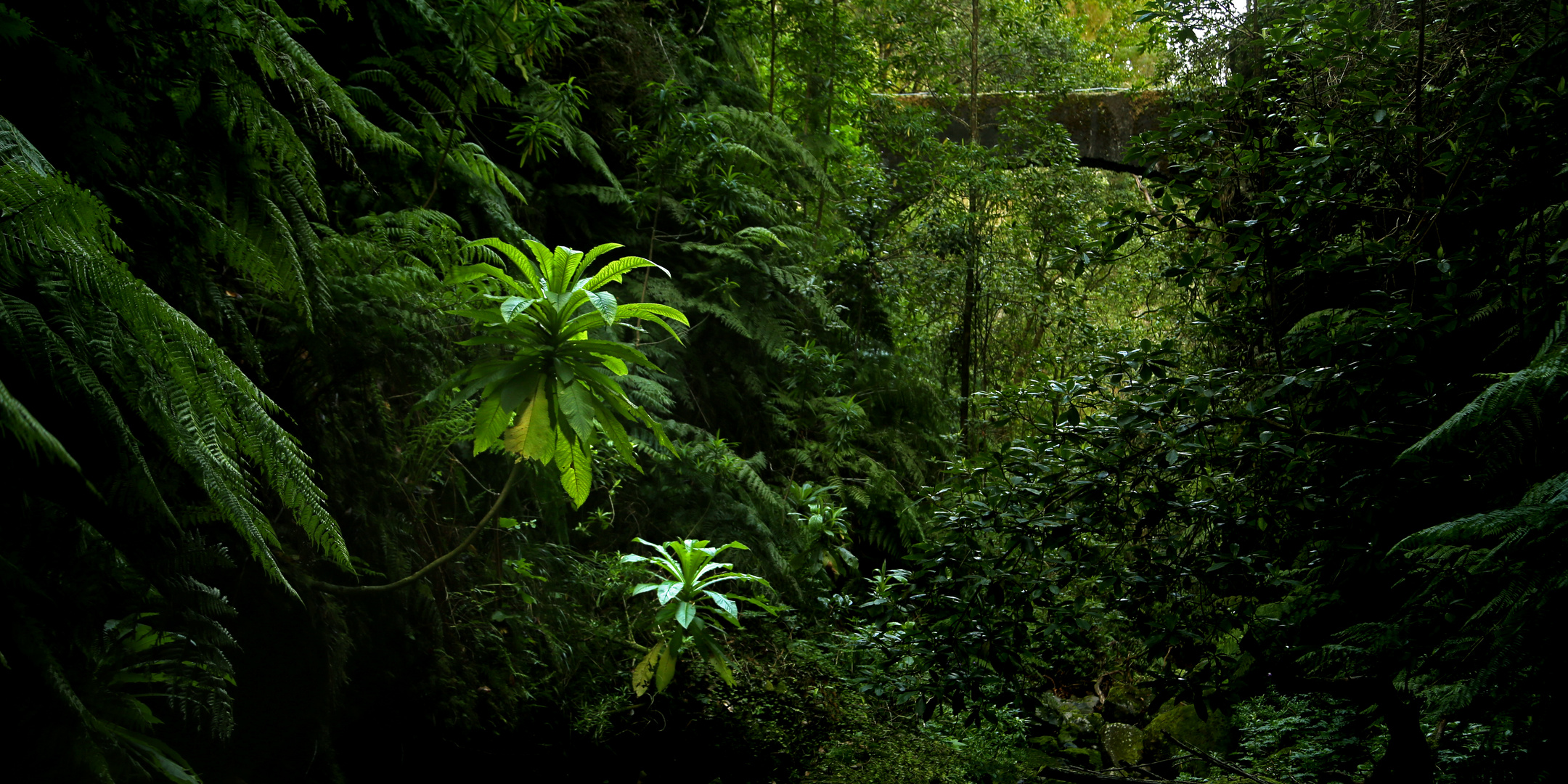 Madeira_Caldeira Verde