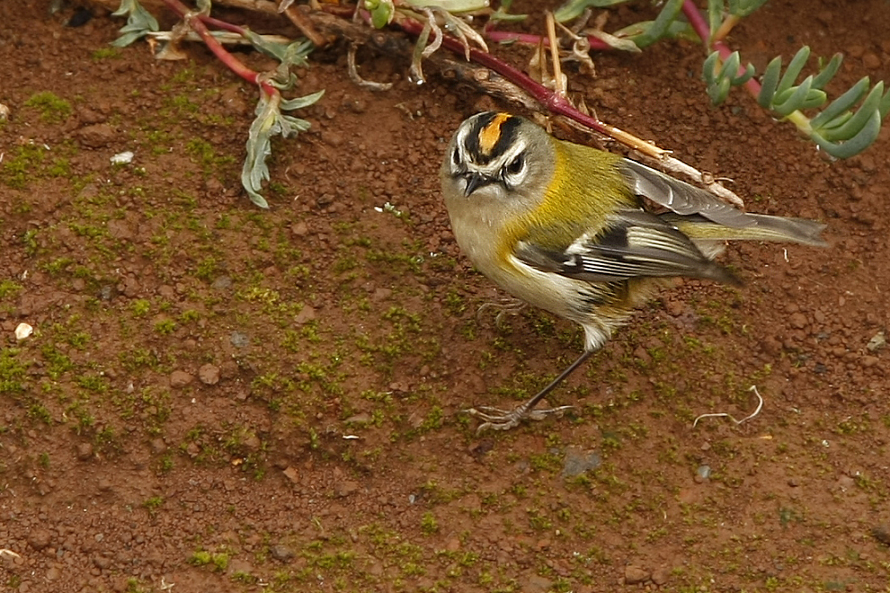 Madeiragoldhähnchen (Regulus madeirensis)