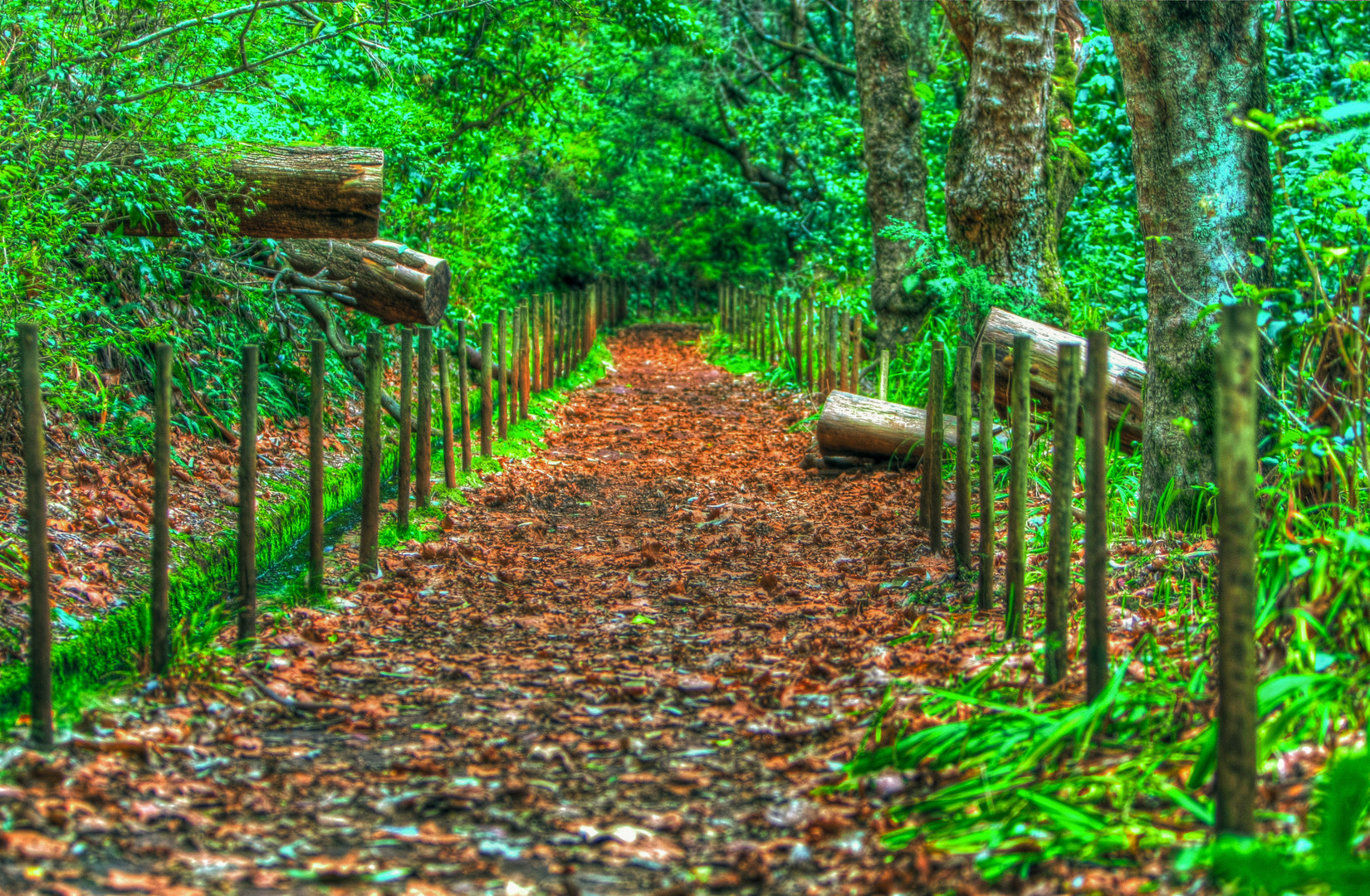 Madeira_Levada