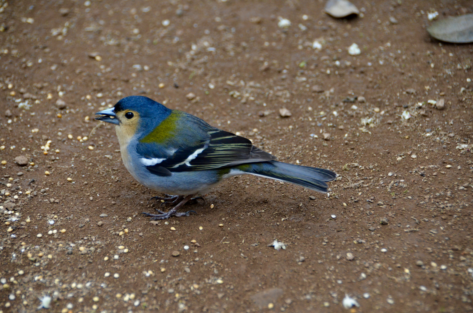 Madeiran Chaffinch