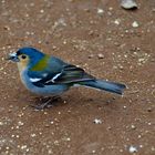 Madeiran Chaffinch