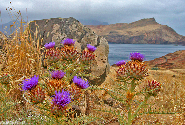 Madeiran Thistle