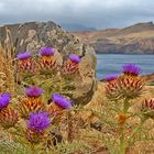 Madeiran Thistle