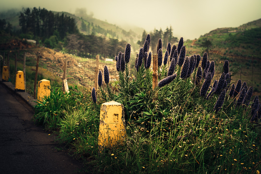 Madeiras Bergwelt 4/1