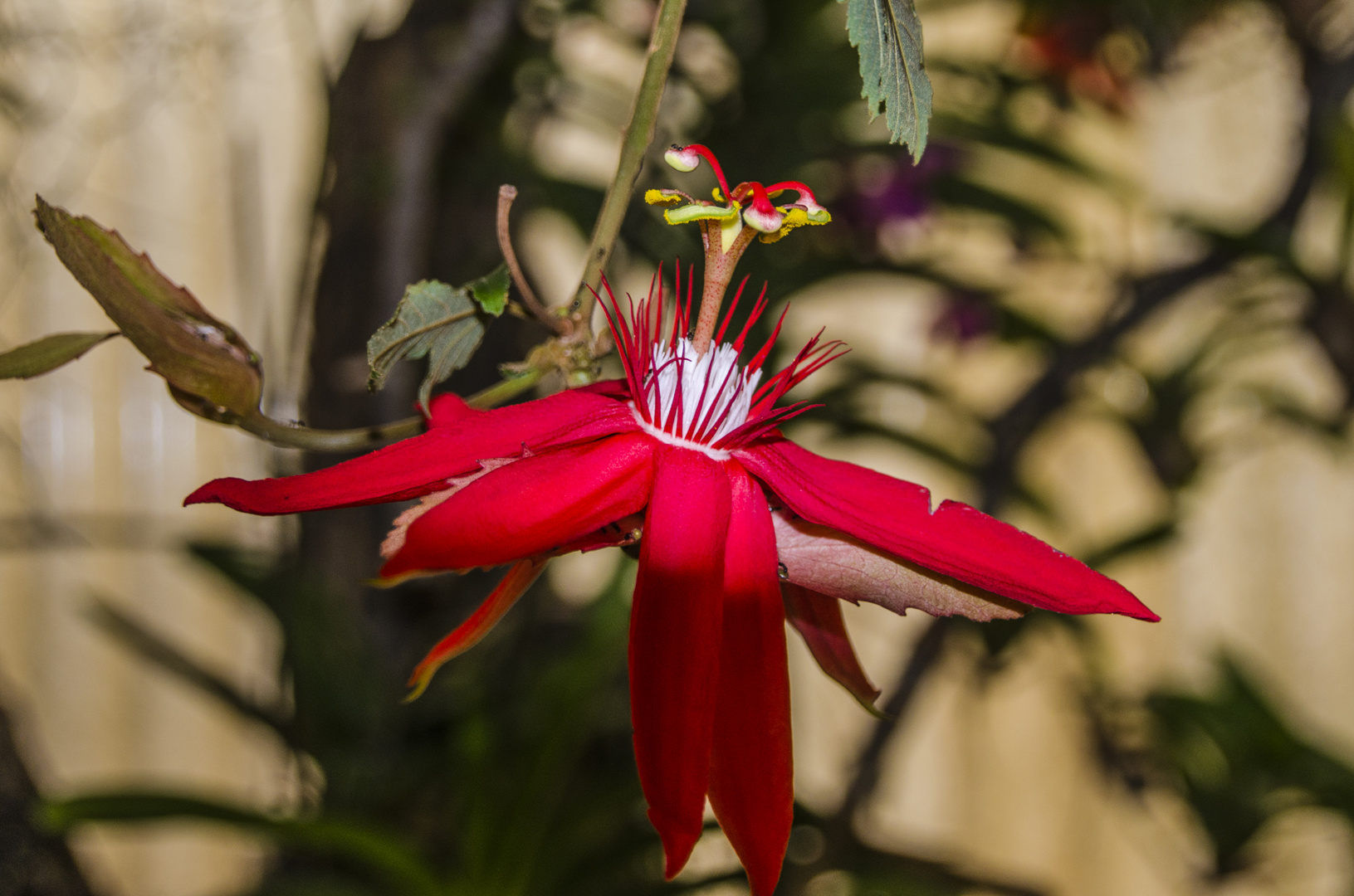 Madeiras Blüten (1)