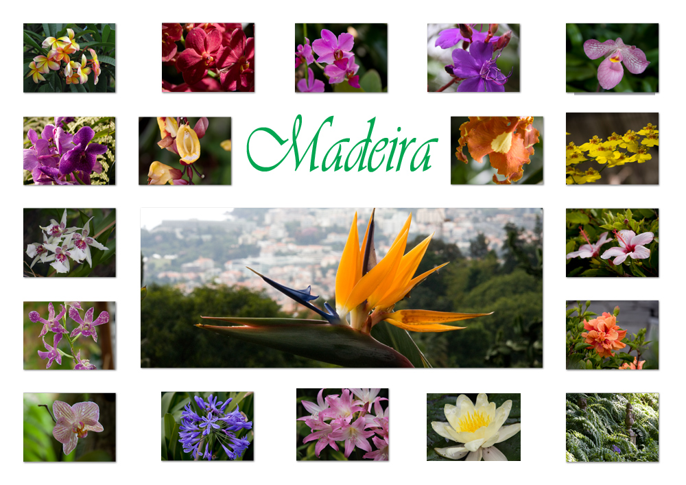 Madeiras Blüten