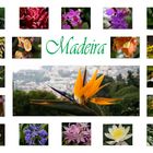 Madeiras Blüten