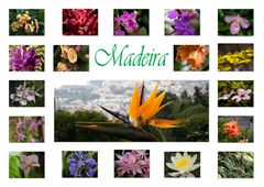 Madeiras Blüten