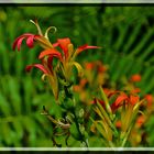 Madeira's Blumen