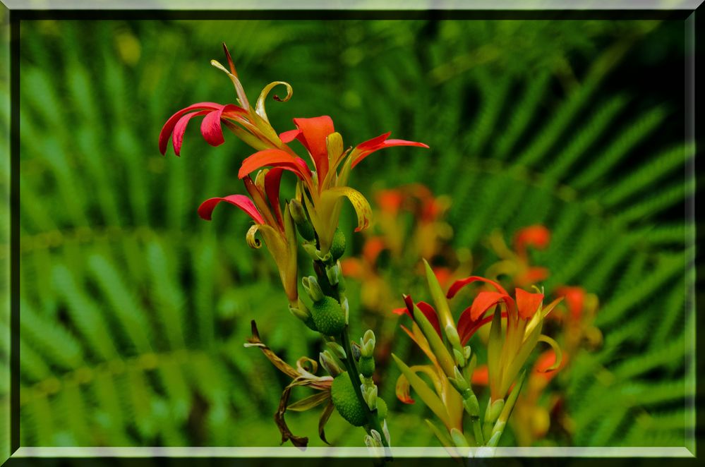 Madeira's Blumen