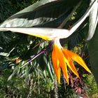 Madeiras Nationalpflanze