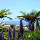 Madeiras Stolz - Blauer Madeira-Natternkopf, Echium candicans