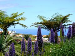 Madeiras Stolz - Blauer Madeira-Natternkopf, Echium candicans