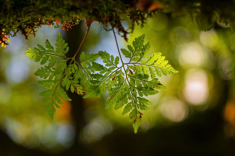 Madeira_UNESCO_Weltnaturerbe_Lorbeerwald (1 von 1)