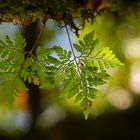 Madeira_UNESCO_Weltnaturerbe_Lorbeerwald (1 von 1)